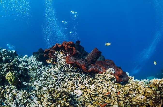 Private Snorkeling Start Gili Meno and Explore 4 Spots with GoPro - The glass-bottom ride back to Gili Meno