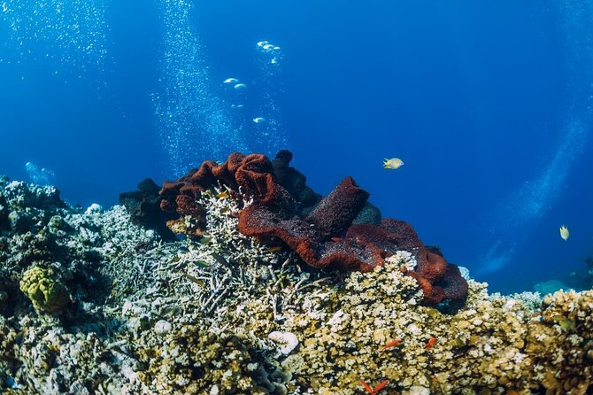 Private Snorkeling Start Gili Meno and Explore 4 Spots with GoPro - The Romantic Statues bring an unusual photo stop