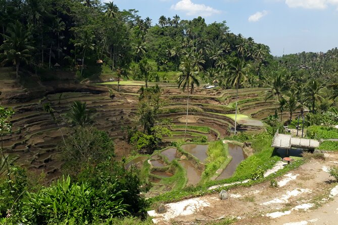 Private tour in Ubud country side - Sacred Monkey Forest: temples among the trees