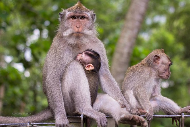 Private Tour: Ubud Highlights - What the private format adds