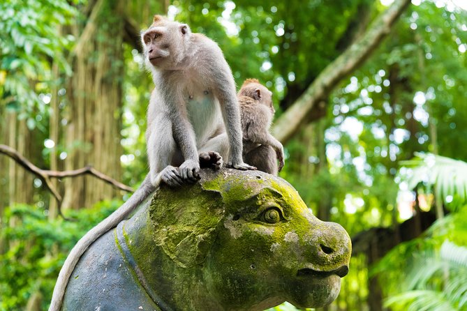Private Tour: Ubud Highlights - Meeting the macaques at Sacred Monkey Forest
