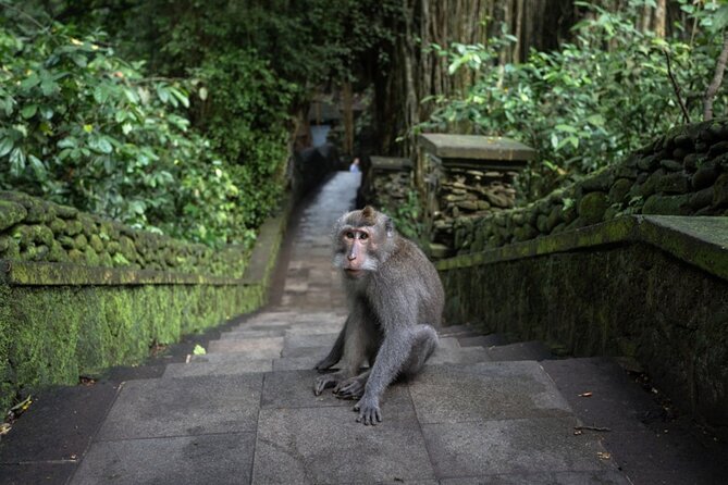Private Ubud Day Tour Waterfalls Sacred Monkeys and Rice Fields - Starting with the Barong and Fire Dance