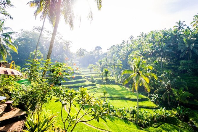 Private Ubud Day Tour Waterfalls Sacred Monkeys and Rice Fields - The private guide makes the difference
