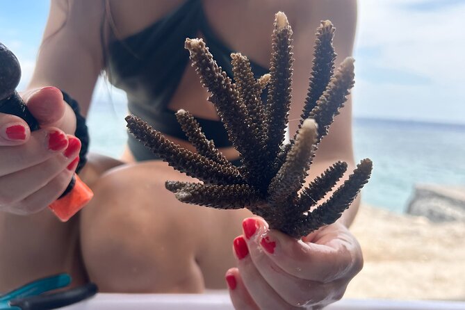 Reef Rehabilitation Course and Snorkeling - Key points at a glance