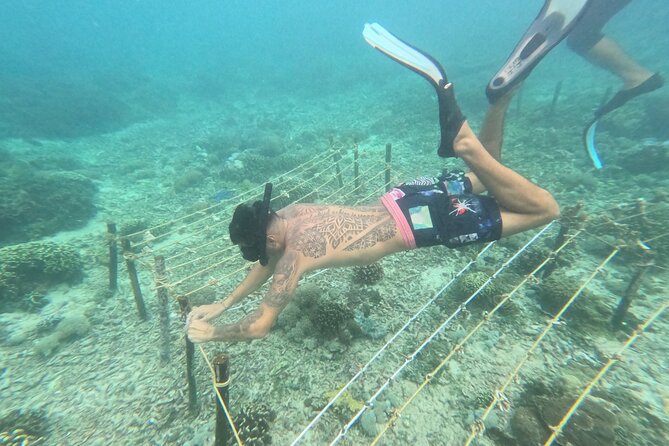Reef Rehabilitation Course and Snorkeling - Learning how a coral nursery works