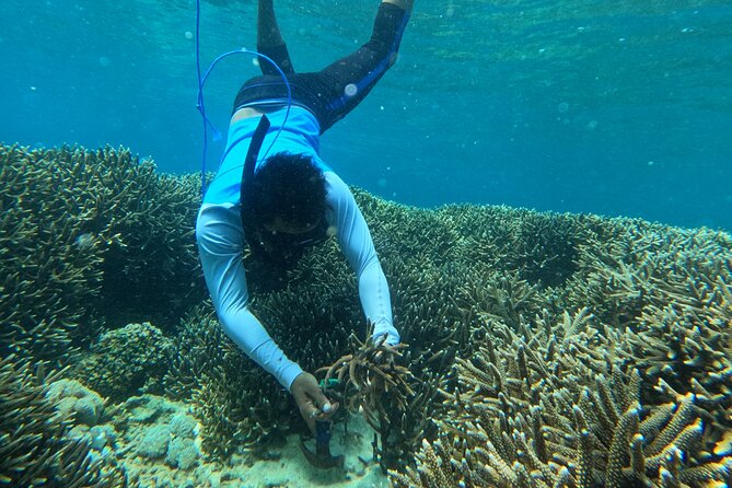 Reef Rehabilitation Course and Snorkeling - Three snorkeling sessions with a purpose