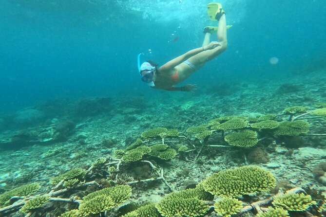 Reef Rehabilitation Course and Snorkeling - What the price includes, and what it does not