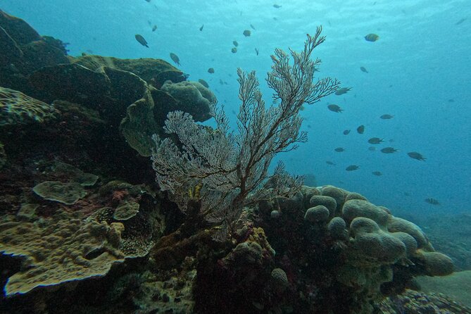 Reef Rehabilitation Course and Snorkeling - Who will enjoy this course most