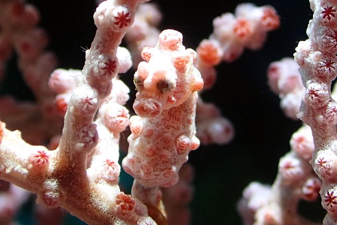 Scuba Diving Gili Tepekong & Mimpang 2 dives for certified divers - Gili Mimpang: tunnels, caverns, and reef life