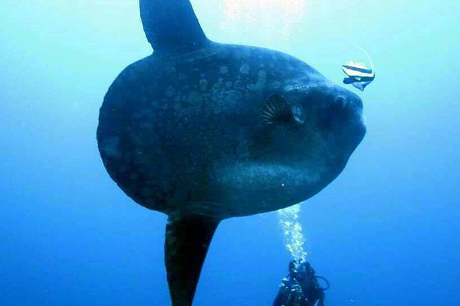 Scuba Diving in Nusa Penida - Manta Point - Manta Point: the day’s main wildlife encounter