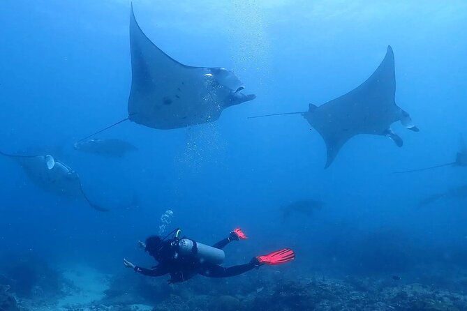 Scuba Diving In Nusa Penida - Why Nusa Penida makes this a special water day