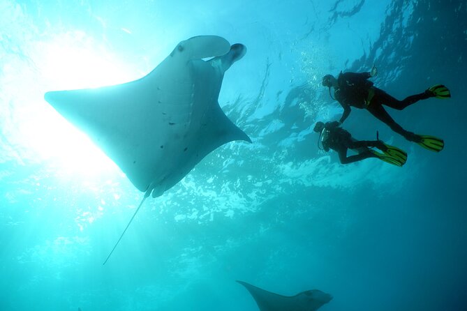 Scuba Diving Nusa Penida Manta Point 3 dives for certified divers - What makes the second site different