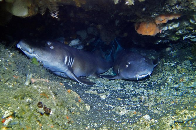 Scuba Diving Nusa Penida Manta Point 3 dives for certified divers - How the underwater sessions are organized