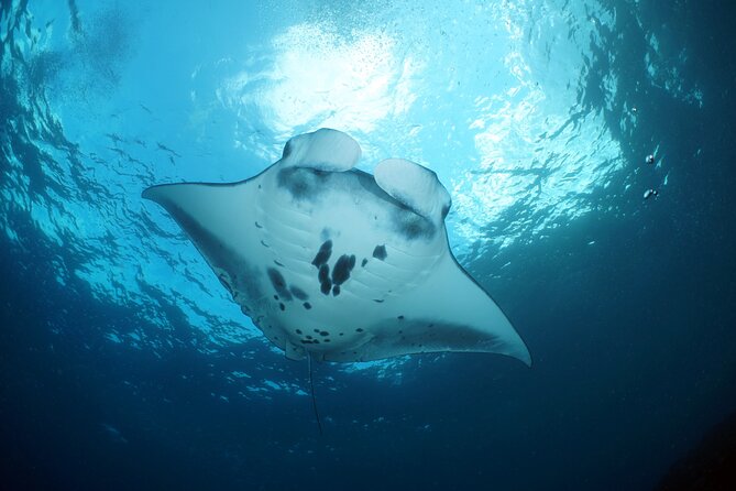 Scuba Diving Nusa Penida Manta Point 3 dives for certified divers - Safety and the people leading the trip