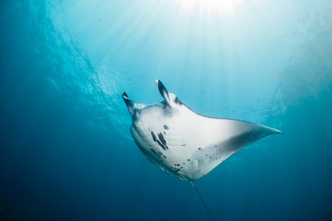 Scuba Diving Nusa Penida Manta Point 3 dives for certified divers - Who should book this trip