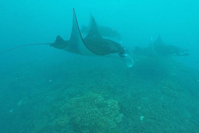 Scuba Diving Nusa Penida Manta Point 3 dives for certified divers - Practical details before you reserve