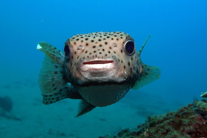 Scuba Diving Padangbai Shark Point 2 dives for certified divers - Two Padangbai sites, two very different underwater sessions