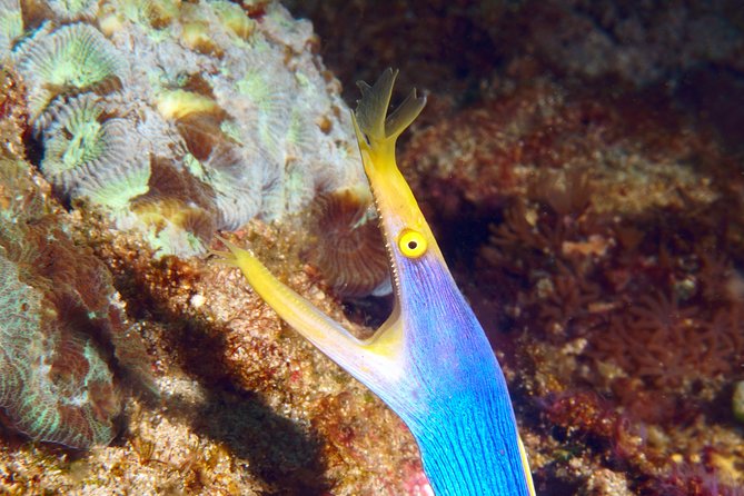 Scuba Diving Padangbai Shark Point 2 dives for certified divers - Shark Point: the session for reef sharks and turtles