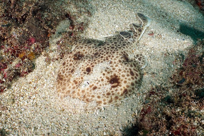Scuba Diving Padangbai Shark Point 2 dives for certified divers - Blue Lagoon: slow looking and macro creatures