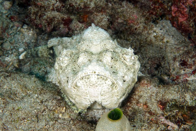 Scuba Diving Padangbai Shark Point 2 dives for certified divers - What the $158 price really covers