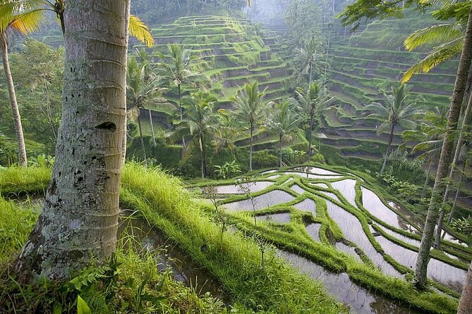 Selogriyo Temple and Trekking Java Rice Terraces, hidden waterfall -Nature Java - Who should book this day