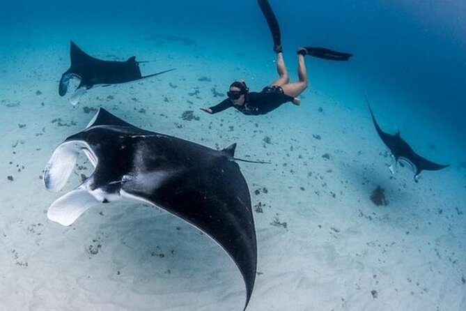 Snorkeling 4 Spot With Manta Bay Or Optional Land Trip - Key points to know before you book