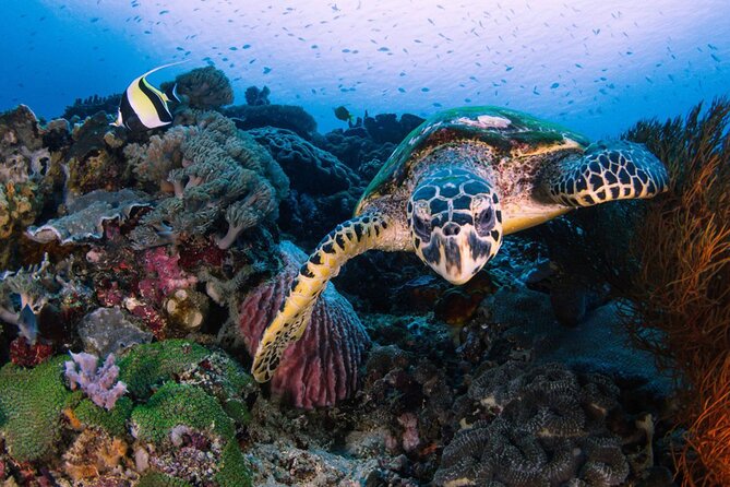 Snorkeling 4 Spot With Manta Bay Or Optional Land Trip - Wall Point keeps the route varied