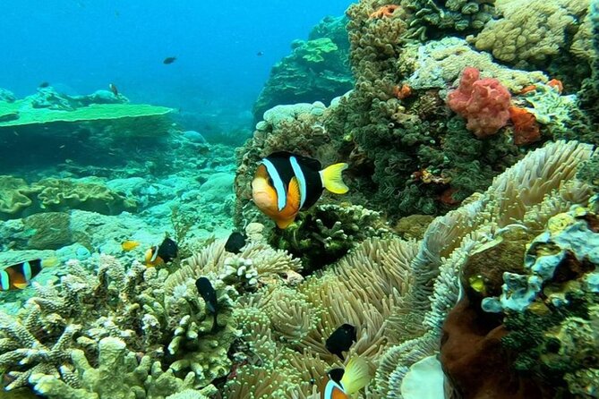 Snorkeling 4 Spot With Manta Bay Or Optional Land Trip - The two-hour schedule is efficient, but brisk