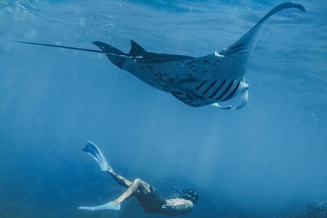Snorkeling adventure to the manta ray habitat in Nusa Penida - Key points to know before booking