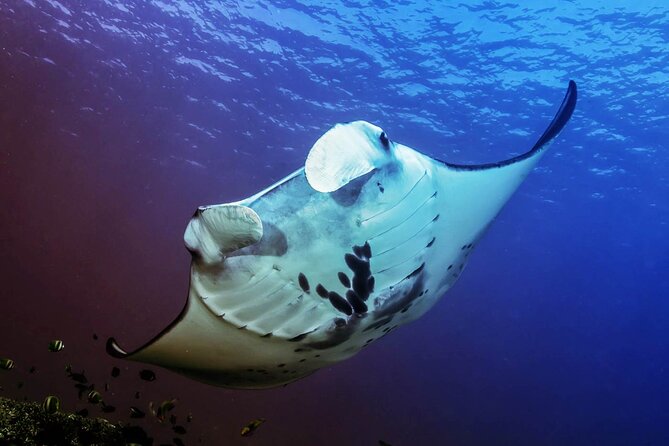 Snorkeling Adventure with East Nusa Penida Tour All Inclusive - Sanur Beach and the 50-minute crossing