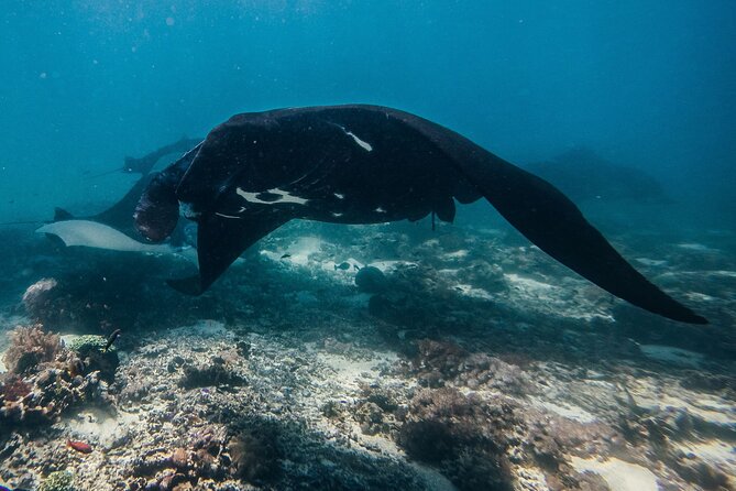 Snorkeling and Freediving Trip around Nusa Penida - The briefing matters more than it sounds