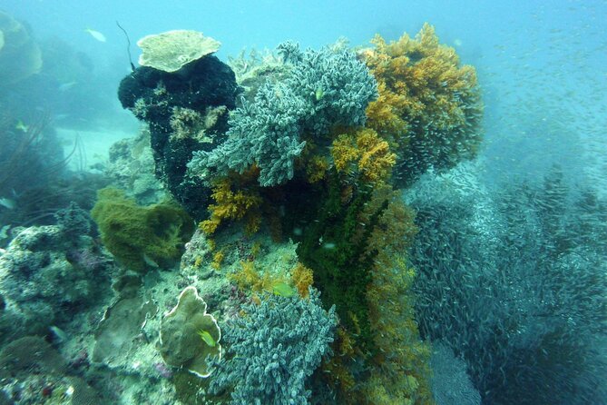 Snorkeling and Island Hopping Tour in Karimunjawa (sharing tour) - Second snorkeling stop and a chance to see turtles