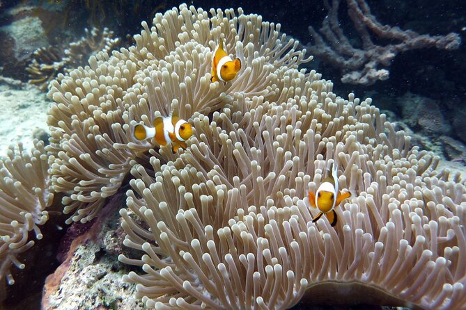 Snorkeling and Island Hopping Tour in Karimunjawa (sharing tour) - What the shared format means