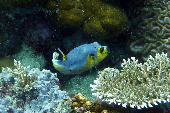 Snorkeling and Island Hopping Tour in Karimunjawa (sharing tour) - First snorkeling stop: start with the reef