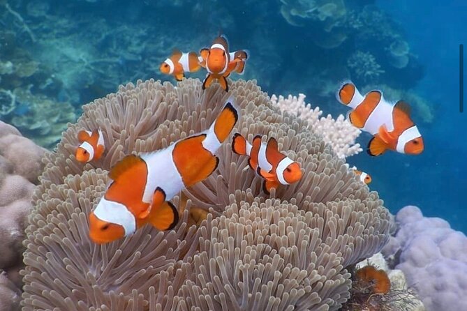 Snorkeling At Blue lagoon And Hidden waterfall - Kanto Lampo Waterfall and the forest walk