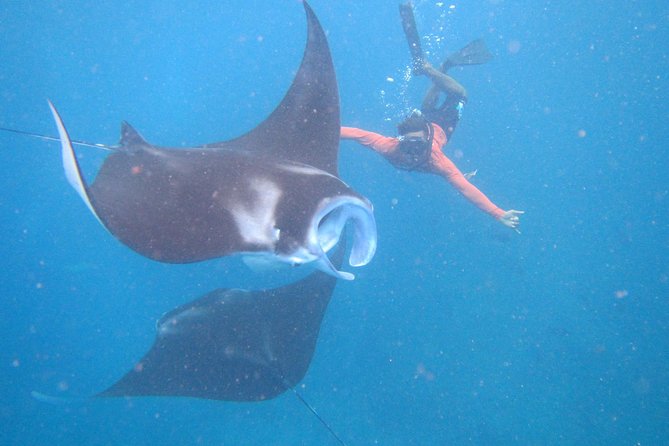 Snorkeling Day Trip To Lembongan and Penida - What the day is really like