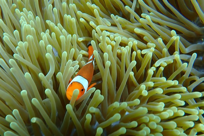Snorkeling Day Trip To Lembongan and Penida - Safety, swimming ability, and health limits