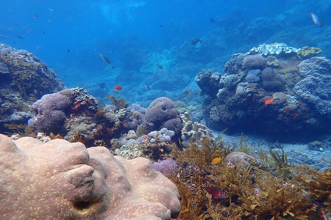 Snorkeling Day Trip To Lembongan and Penida - Who should book this outing?