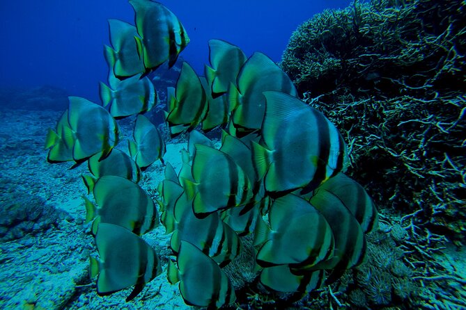 Snorkeling Day Trip to Nusa Lembongan and Nusa Penida - Fitness, age, and safety details