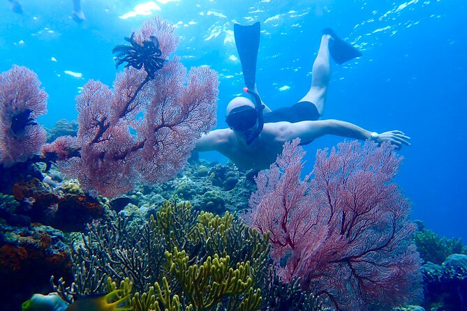Snorkeling in Menjangan Island with Pickup and Lunch - Why Menjangan Island works well for a half-day