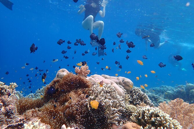 Snorkeling in Menjangan Island with Pickup and Lunch - Second snorkeling stop: why the repeat is useful