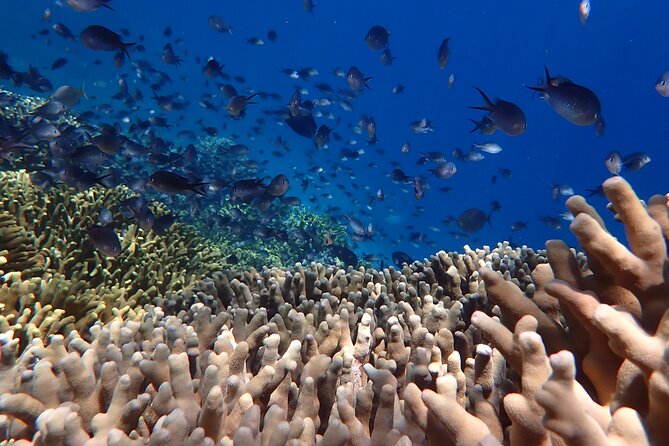 Snorkeling in Menjangan Island with Pickup and Lunch - Who will enjoy this Menjangan outing most