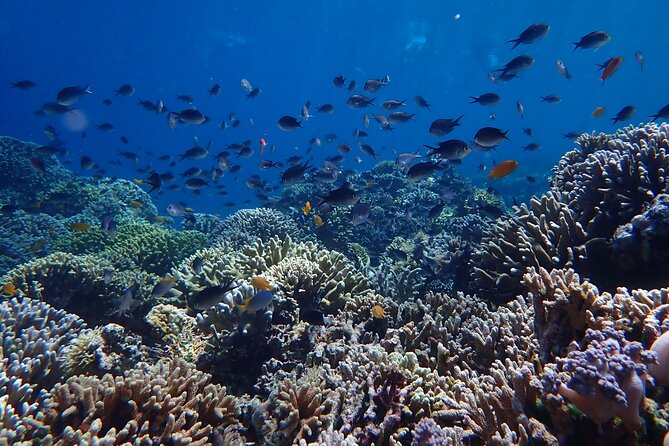 Snorkeling in Menjangan Island with Pickup and Lunch - Timing, weather, and a few useful decisions