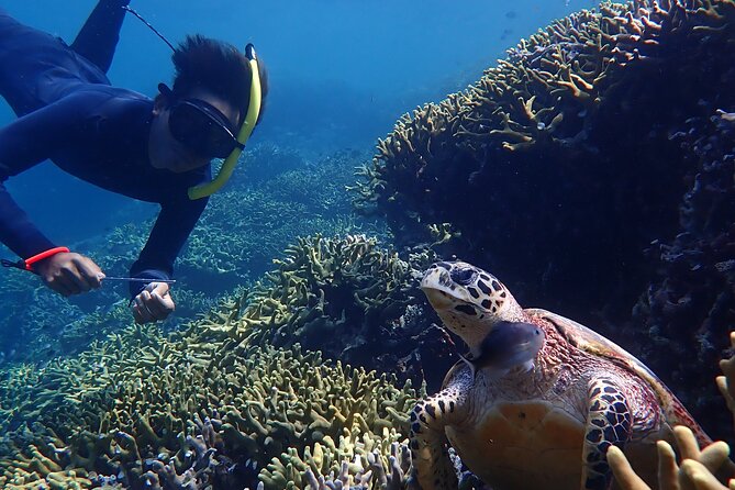 Snorkeling in Menjangan Island with Pickup and Lunch - Should you book the Menjangan Island snorkeling trip?