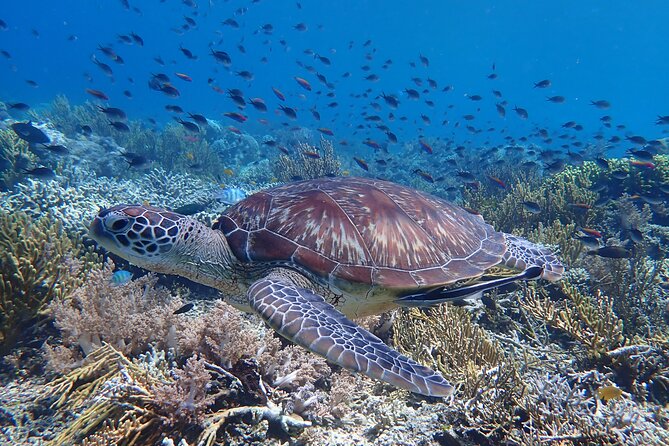 Snorkeling in Menjangan Island with Pickup and Lunch - First snorkeling stop: give yourself time to settle in