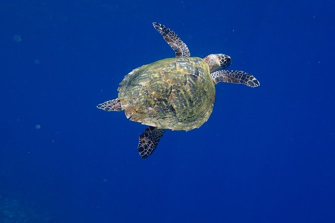 Snorkeling in Menjangan Marine Park - Discover abundant marine life of Pemuteran - Snorkeling above shallow coral