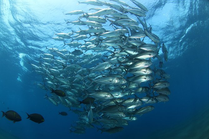 Snorkeling in Menjangan Marine Park - Discover abundant marine life of Pemuteran - What the small group changes