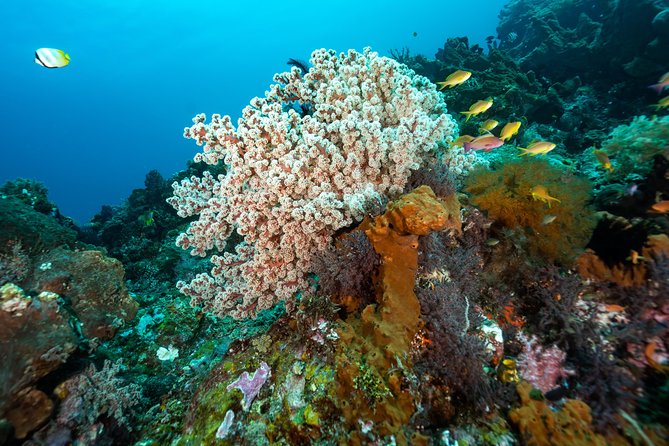 Snorkeling in Menjangan Marine Park - Discover abundant marine life of Pemuteran - Who will get the most from this outing