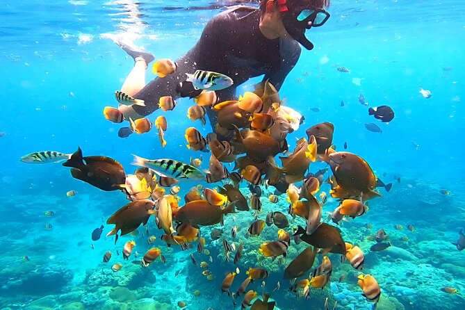 Snorkeling In Nusa Penida Departing From Bali Island - Morning or afternoon?