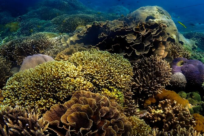 Snorkeling In Nusa Penida Departing From Bali Island - Gamat Bay: a promising first water stop